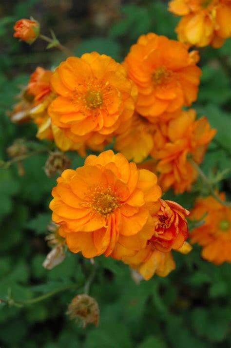Geum Fire Storm: Avens Växter Med Gyllene-Orange Blommor